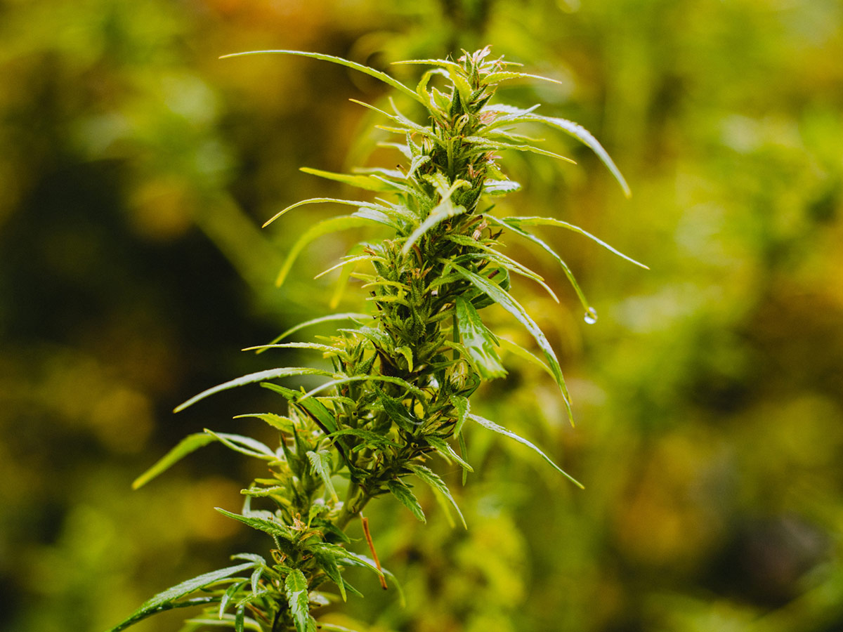 High CBD strains of cannabis used to make CBD oil