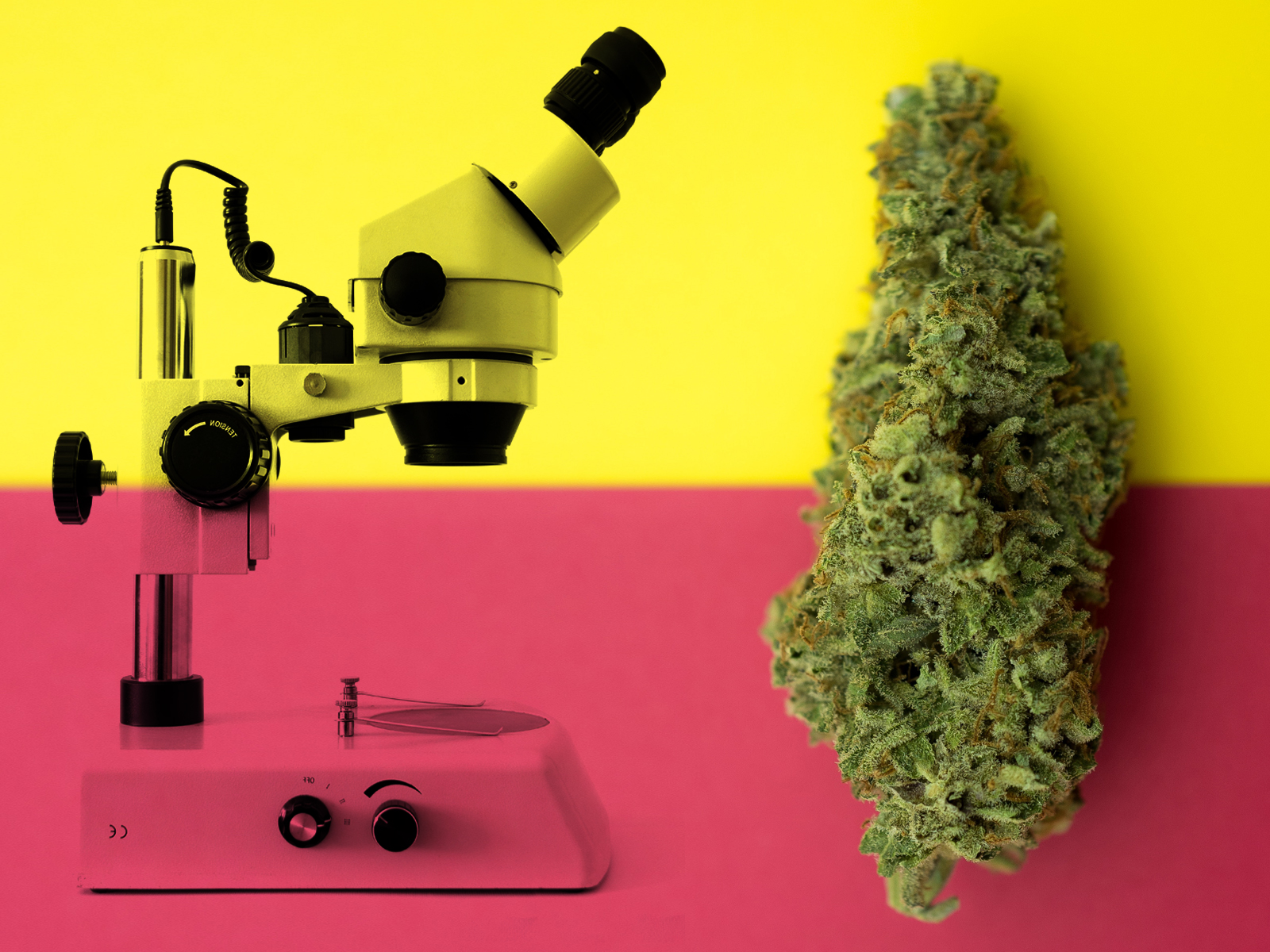 The science of cannabis. Full spectrum CBD oil vs CBD isolate