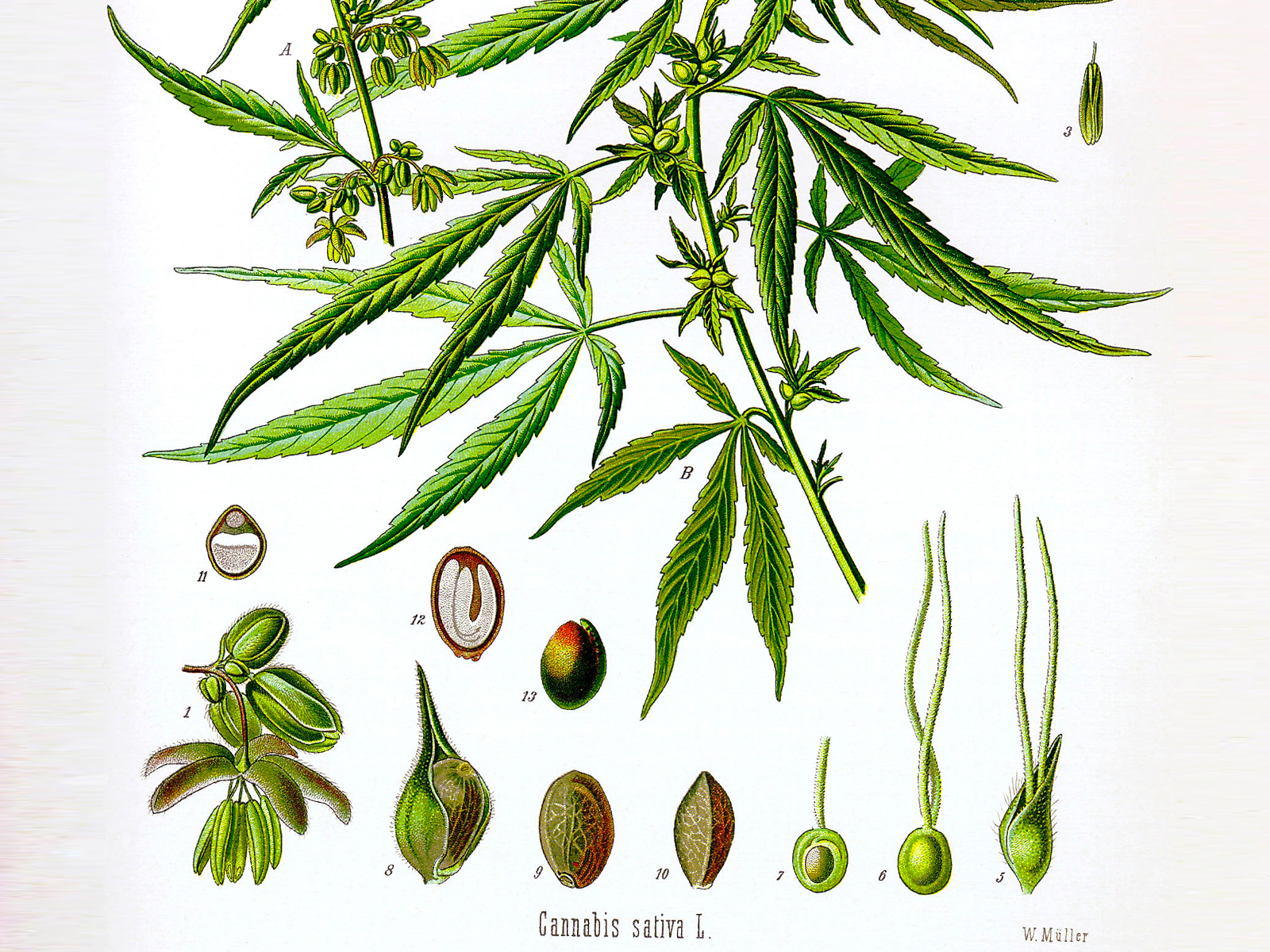 8 Health benefits of cannabis and cannabis edibles 