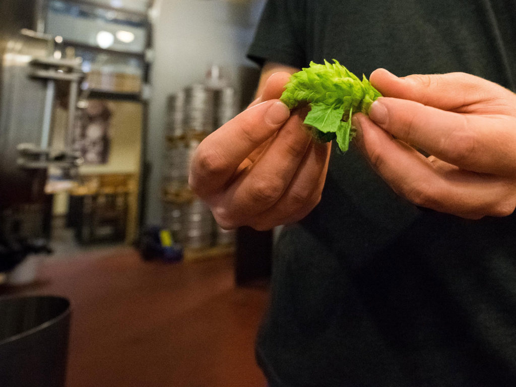 Person holding a hop leaf